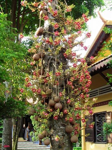 hẹn hò - thanh sang-Nam -Tuổi:31 - Độc thân-Đồng Tháp-Người yêu lâu dài