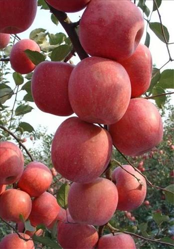 hẹn hò - Trai hăng hái lái ......-Nam -Tuổi:24 - Độc thân-TP Hồ Chí Minh-Tìm bạn tâm sự
