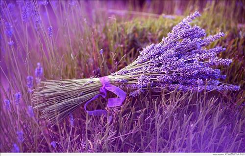 sắc tím lavender