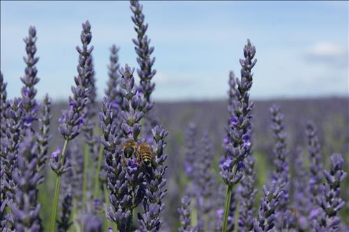 hẹn hò - lavende-Les -Tuổi:31 - Đang có người yêu--Tìm bạn bè mới