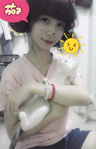 Mèo 