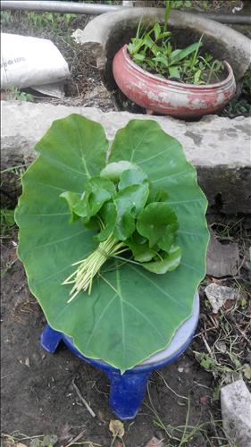 Nguyễn Phi Hiệp