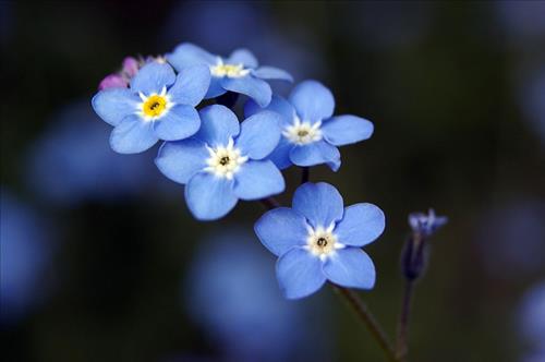 forgetmenot