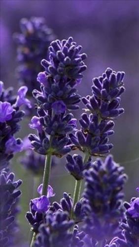 Lavender