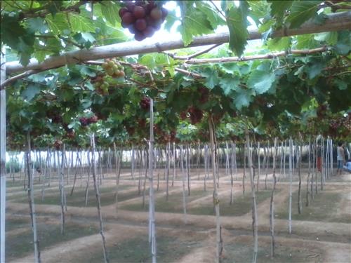 hẹn hò - Thi-Nam -Tuổi:26 - Độc thân-TP Hồ Chí Minh-Người yêu lâu dài