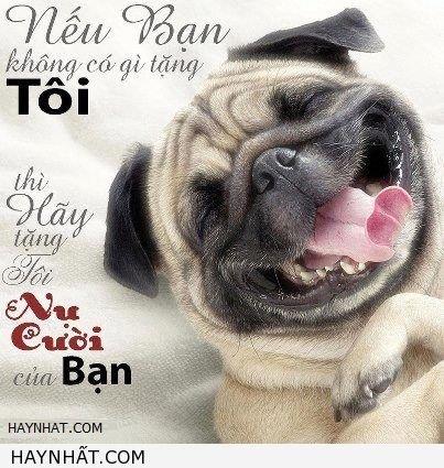 Bao bao