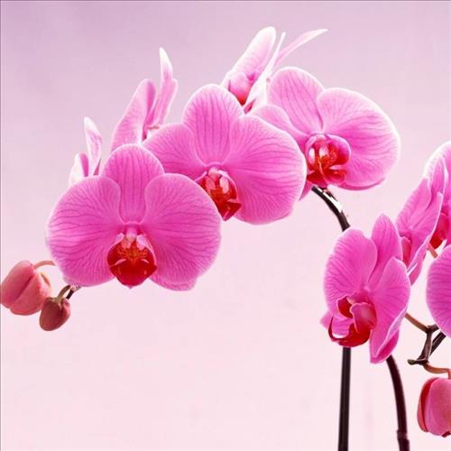 hẹn hò - Phong Lan Tím-Nam -Tuổi:25 - Độc thân-TP Hồ Chí Minh-Người yêu lâu dài