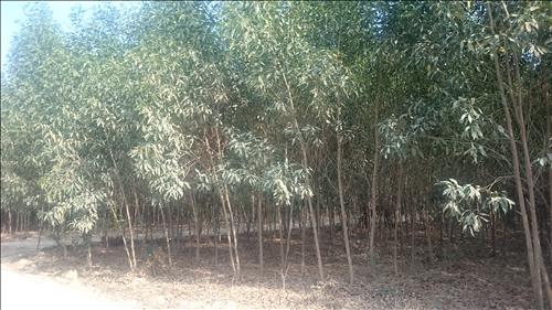 Hoàng tử đen