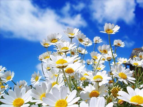 Sunshine and daisies_Nguyên Anh