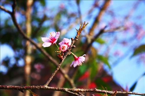 vothanh