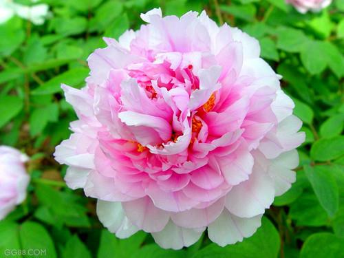 hẹn hò - Phù Dung-Nữ -Tuổi:27 - Độc thân-TP Hồ Chí Minh-Người yêu lâu dài