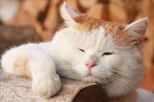 hẹn hò - long nguyễn-Nam -Tuổi:29 - Độc thân-TP Hồ Chí Minh-Người yêu lâu dài