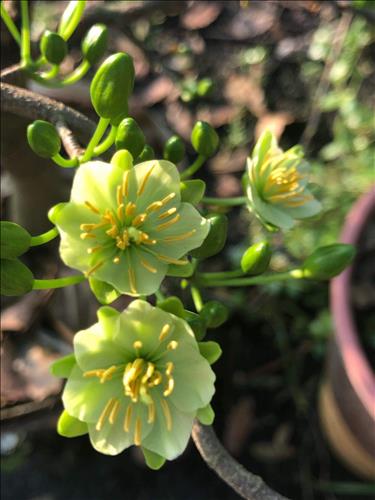 hẹn hò - Ức Nhiên-Nữ -Tuổi:35 - Ly dị-Đà Nẵng-Tìm bạn tâm sự