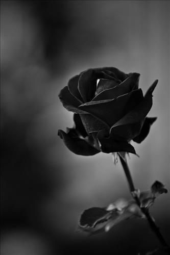 Black Rose