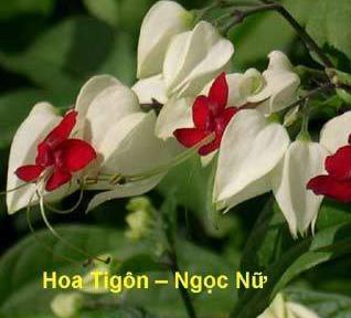 Tigôn trắng