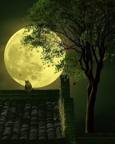 hẹn hò - Nguyệt Mi-Nữ -Tuổi:38 - Độc thân-TP Hồ Chí Minh-Người yêu lâu dài