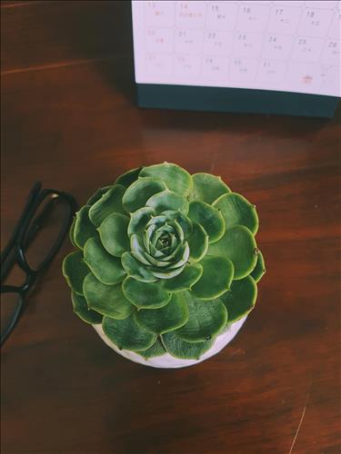 hẹn hò - Sen đá-Nữ -Tuổi:30 - Độc thân-An Giang-Người yêu lâu dài