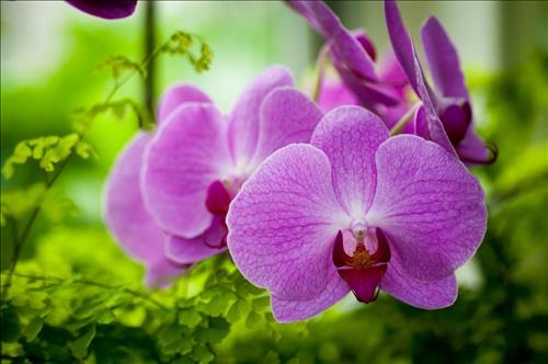 Orchids