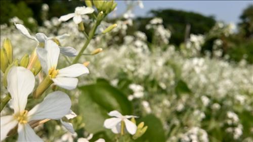 hẹn hò - Hoài Anh-Nữ -Tuổi:52 - Ly dị-Hà Nội-Người yêu lâu dài