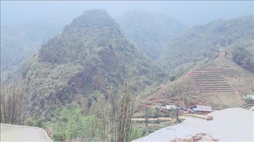 Bông Cỏ Lau