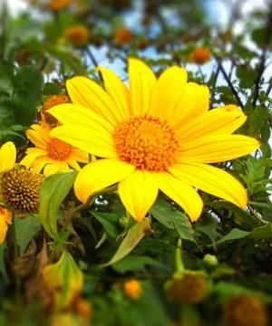 hẹn hò - Sun Flower-Nữ -Tuổi:30 - Độc thân-Hà Nội-Người yêu lâu dài