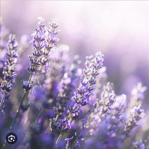 hẹn hò - Flower-Lady -Age:45 - Divorce-Hà Nội-Friend - Best dating website, dating with vietnamese person, finding girlfriend, boyfriend.