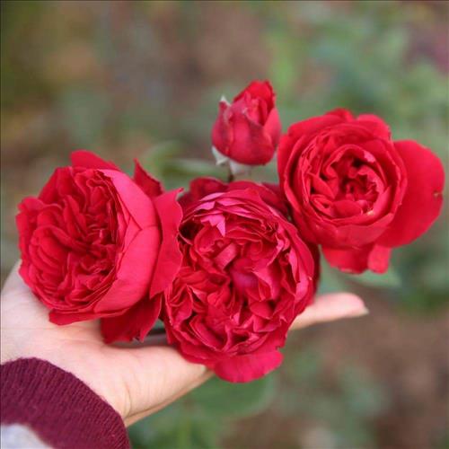 hẹn hò - Rose-Nữ -Tuổi:34 - Đã có gia đình-TP Hồ Chí Minh-Tìm bạn bè mới