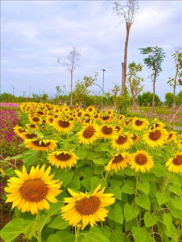 hẹn hò - Ban mai-Nữ -Tuổi:46 - Độc thân-TP Hồ Chí Minh-Tìm bạn bè mới