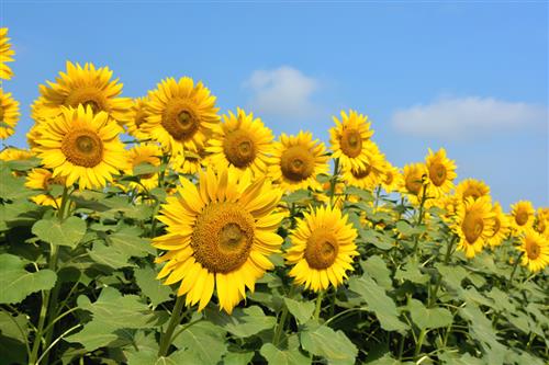 hẹn hò - Mưa-Lady -Age:35 - Divorce-TP Hồ Chí Minh-Friend - Best dating website, dating with vietnamese person, finding girlfriend, boyfriend.