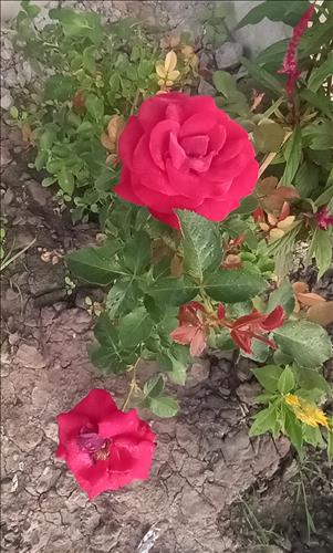 hẹn hò - Chanh-Nữ -Tuổi:34 - Ly dị-Hậu Giang-Tìm bạn bè mới