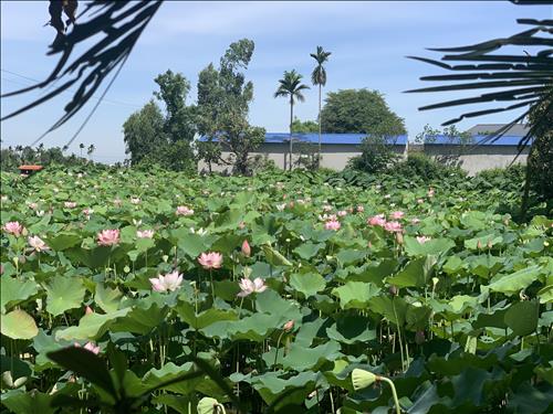 hẹn hò - Mưa Mùa Hạ-Nữ -Tuổi:42 - Ly dị-Hải Phòng-Người yêu lâu dài