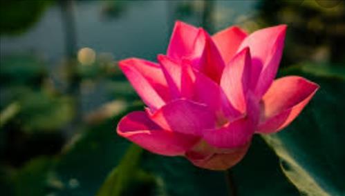 hẹn hò - Hoasen-Nữ -Tuổi:43 - Đã có gia đình-Hà Nội-Tìm bạn bè mới