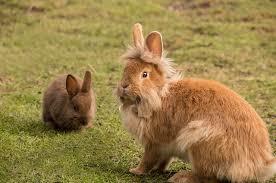hẹn hò - Lionhead rabbit-Nữ -Tuổi:40 - Ở góa-Hà Nội-Tìm bạn bè mới