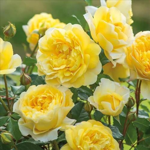 hẹn hò - Ngọc Tuyền -Nữ -Tuổi:35 - Độc thân-Lâm Đồng-Người yêu lâu dài