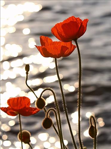 hẹn hò - Coquelicot-Nữ -Tuổi:36 - Đã có gia đình-Hà Nội-Tìm bạn tâm sự