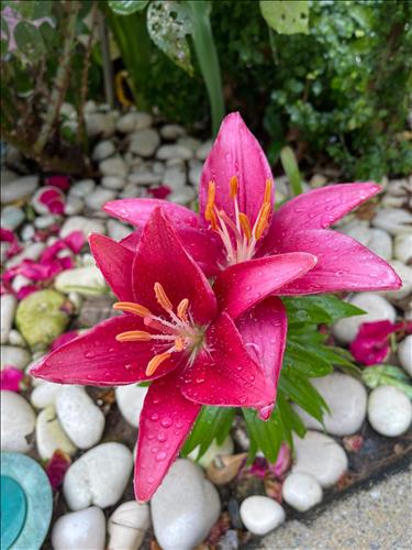 hẹn hò - Hanh-Les -Tuổi:38 - Độc thân-TP Hồ Chí Minh-Tìm bạn bè mới