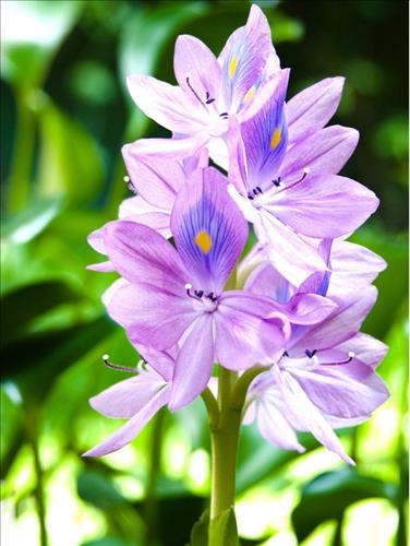 hẹn hò - yeumautim-Nữ -Tuổi:43 - Độc thân-TP Hồ Chí Minh-Tìm bạn bè mới