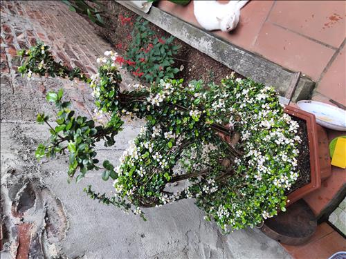 hẹn hò - Th Đồng -Nữ -Tuổi:45 - Độc thân-Hà Nội-Tìm bạn bè mới