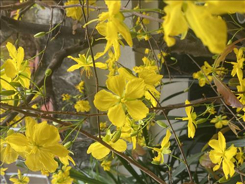 hẹn hò - Con đường màu xanh 91-Nữ -Tuổi:36 - Ly dị-TP Hồ Chí Minh-Người yêu lâu dài