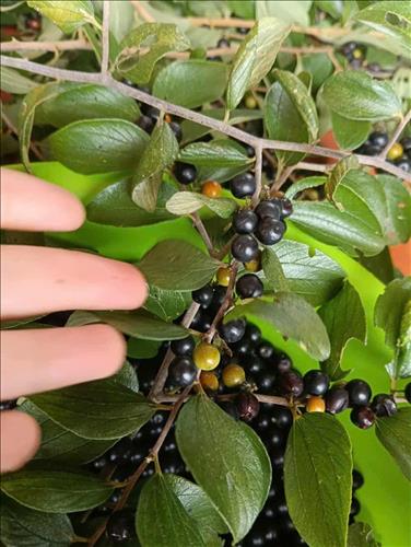 hẹn hò - Go.-Lady -Age:37 - Single-TP Hồ Chí Minh-Friend - Best dating website, dating with vietnamese person, finding girlfriend, boyfriend.