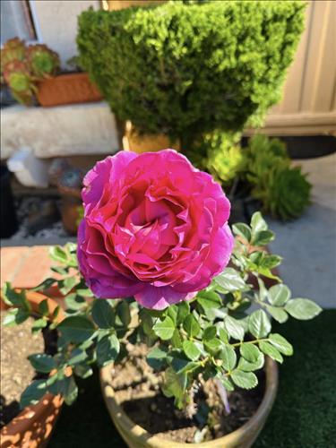 Rose❤