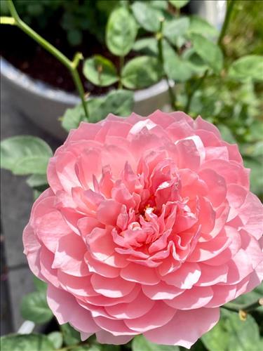 hẹn hò - Hoa Hồng -Nữ -Tuổi:40 - Ly dị--Người yêu lâu dài