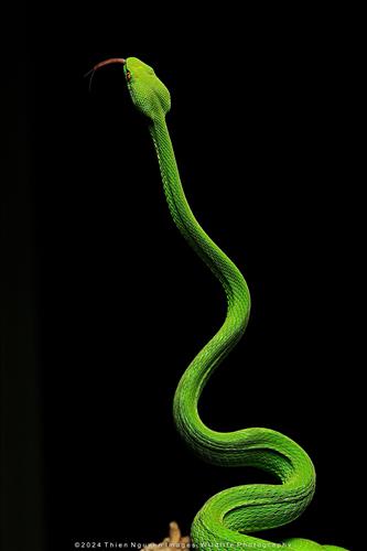 Như