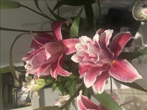 hẹn hò - Hannah -Nữ -Tuổi:55 - Độc thân--Người yêu lâu dài