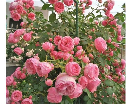 Rose Rose