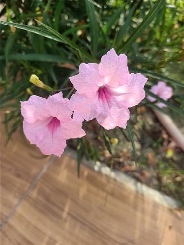 hẹn hò - Đỗ Quyên -Nữ -Tuổi:37 - Ly dị-TP Hồ Chí Minh-Tìm bạn bè mới