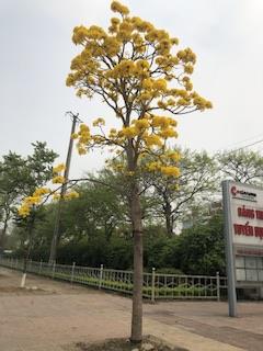 hẹn hò - Mai-Nữ -Tuổi:40 - Độc thân-Hà Nội-Người yêu lâu dài