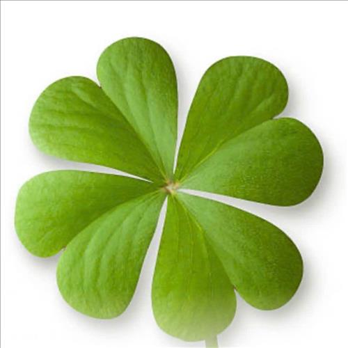 Cỏ 4 lá