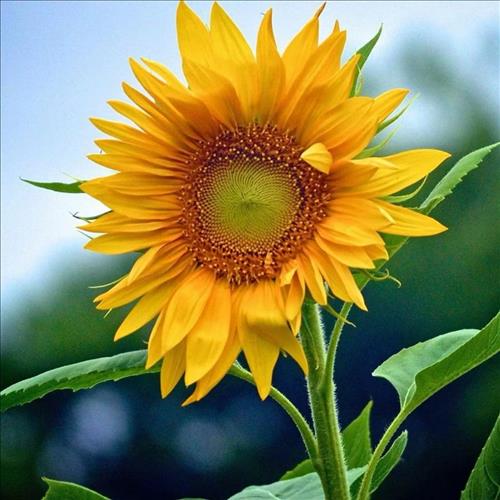 hẹn hò - Ms Ha-Nữ -Tuổi:39 - Đã có gia đình-Hà Nội-Tìm bạn bè mới