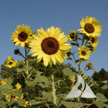 hẹn hò - SunFlower -Nữ -Tuổi:40 - Đã có gia đình--Người yêu lâu dài